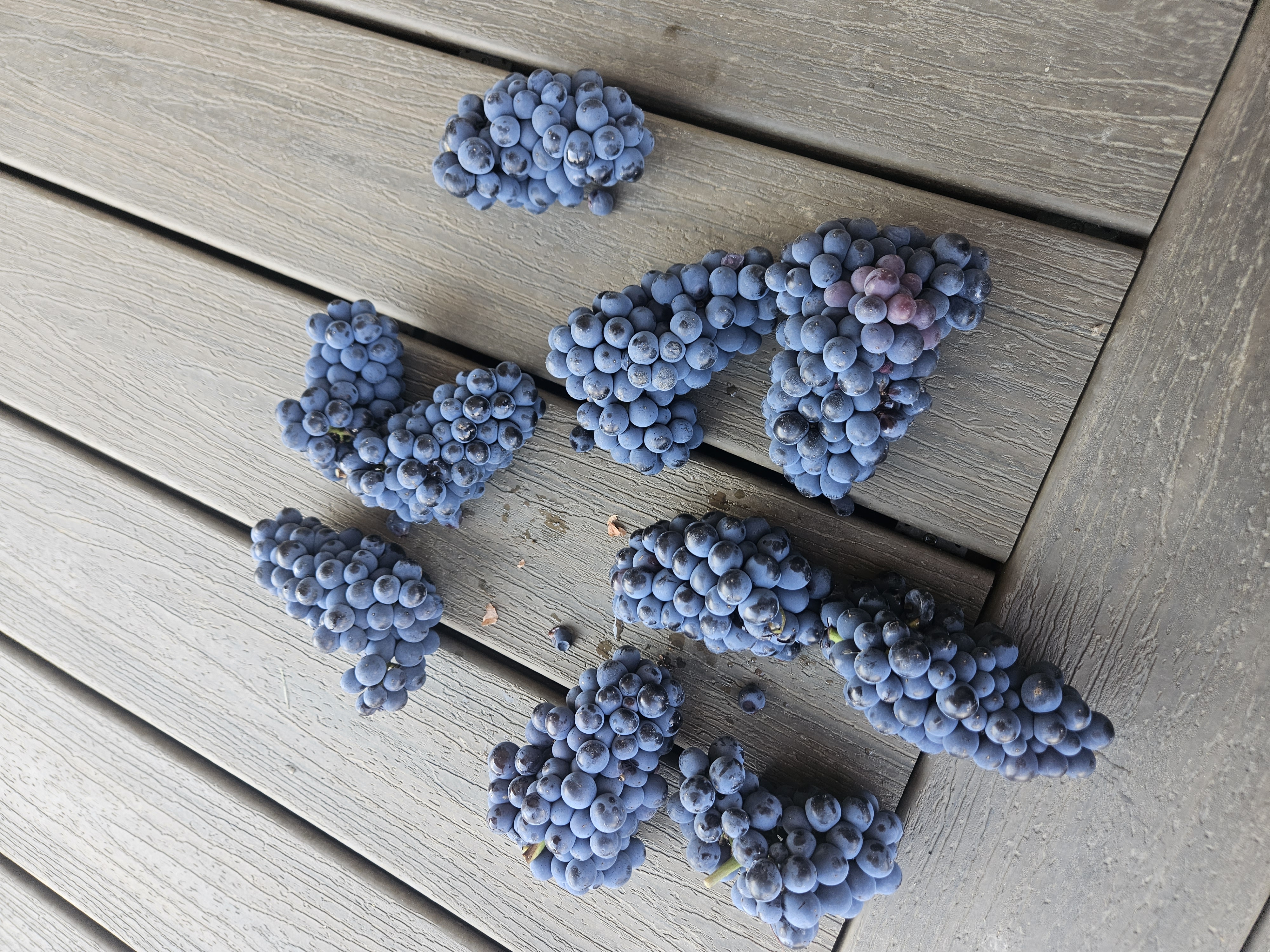 Pinot Noir Clusters