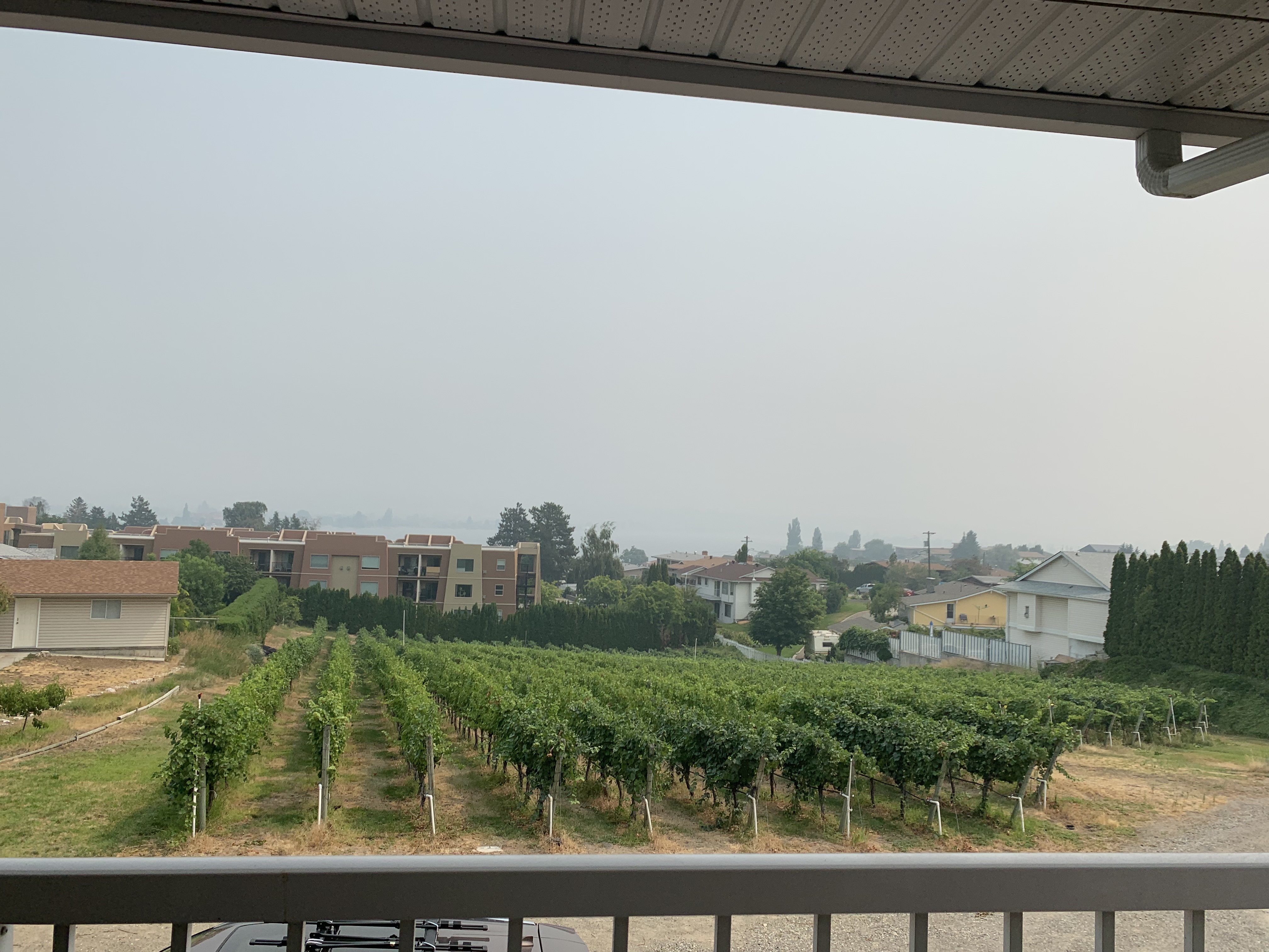 Vineyard