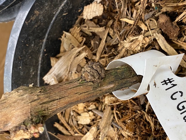 Gall/tumor growing off young vine 